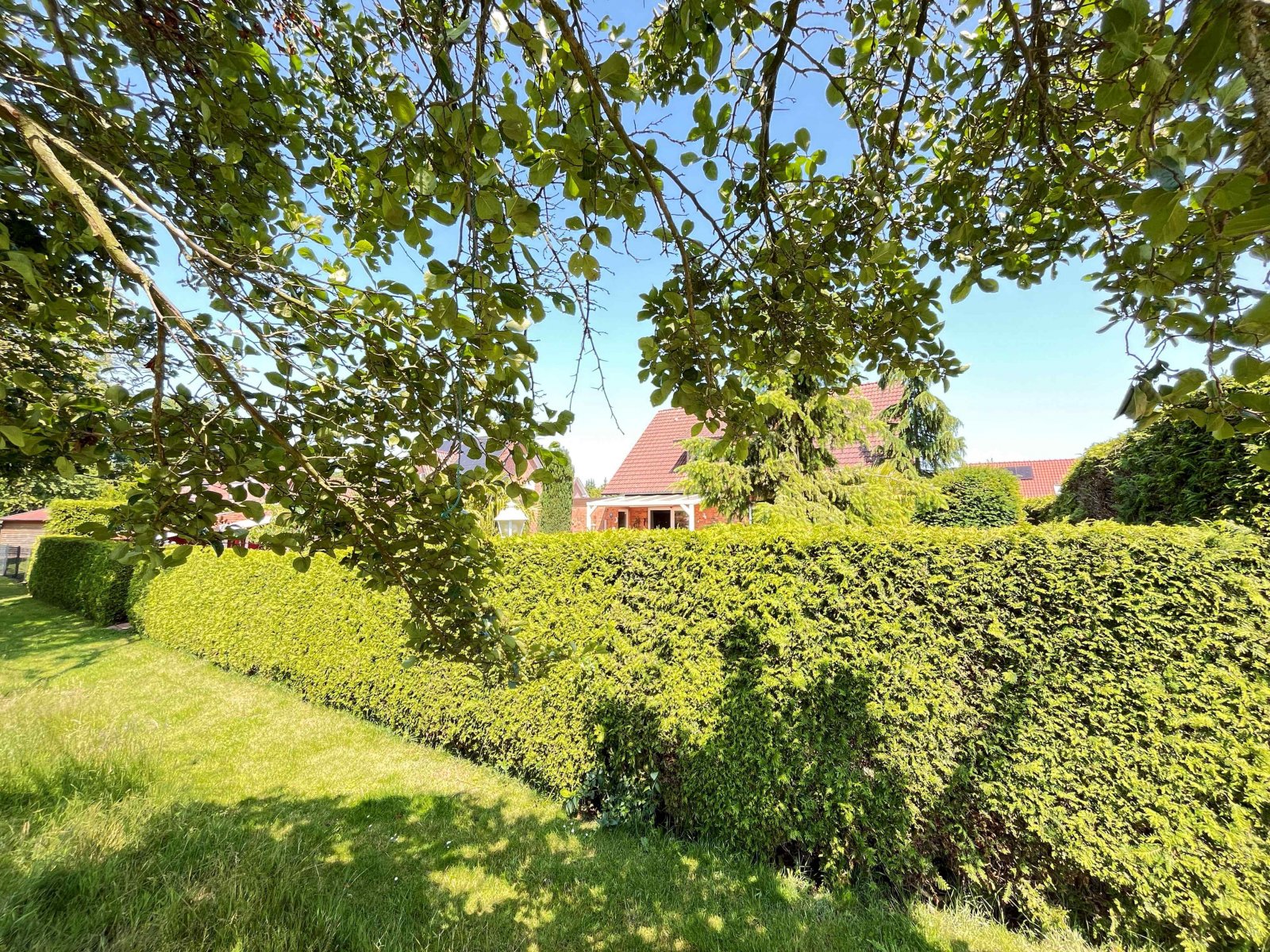 Lebensbaumhecke