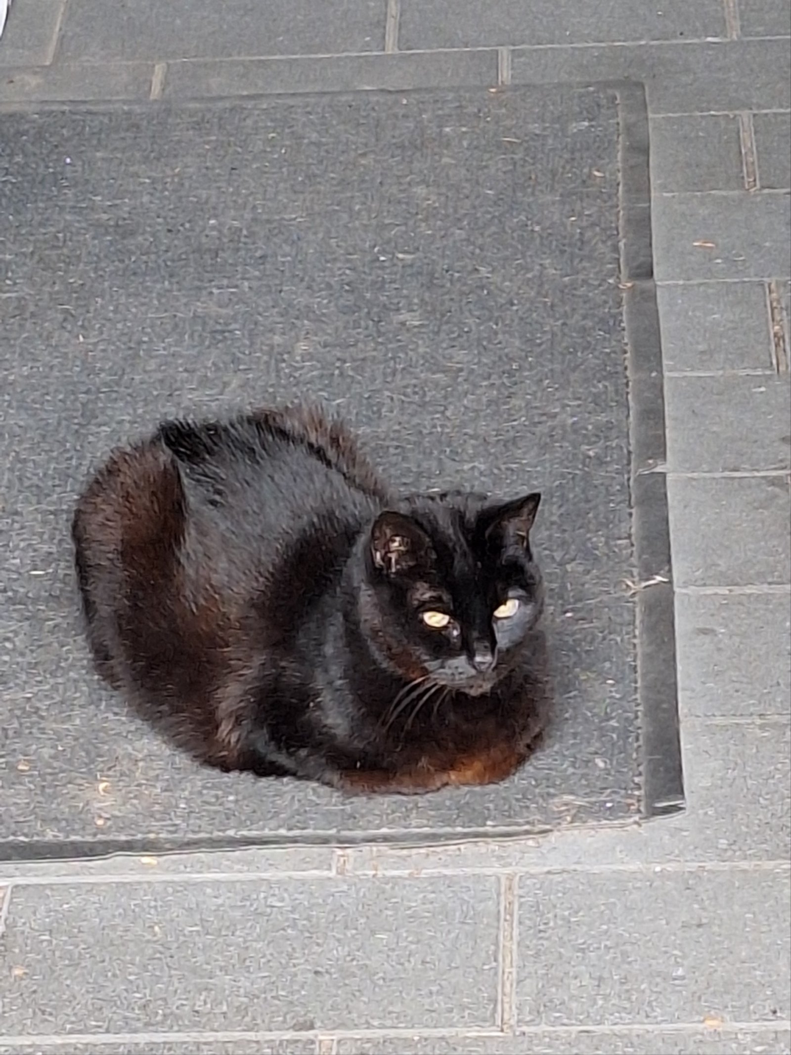 Katze Lumpi