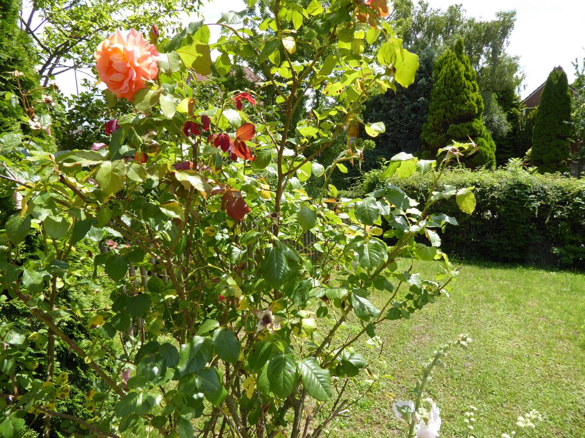 Blick in den vorderen Garten