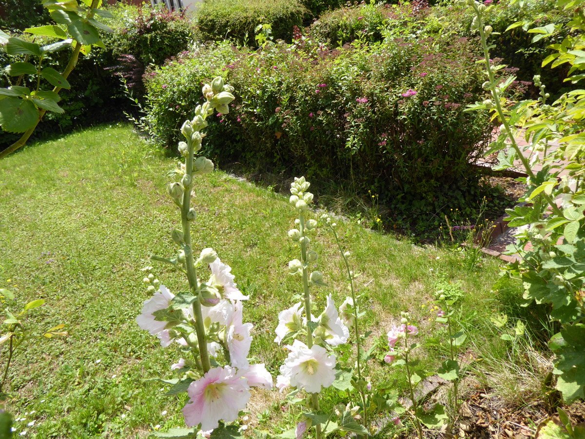 Blick in den vorderen Garten