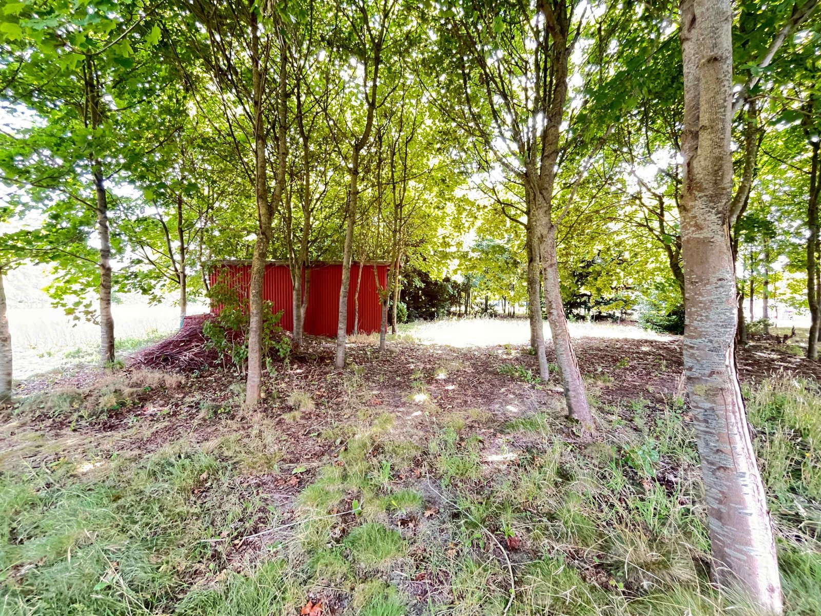 Garten mit Bäumen