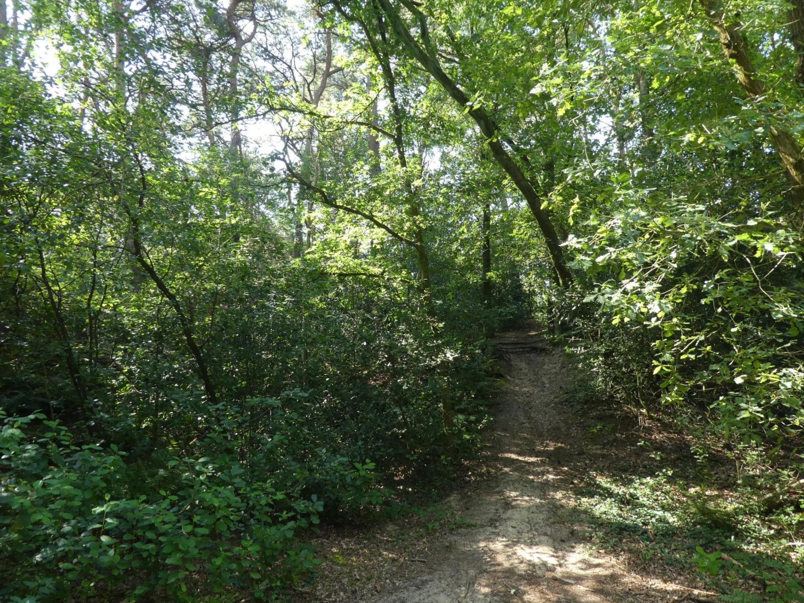 Position 4 Waldfläche