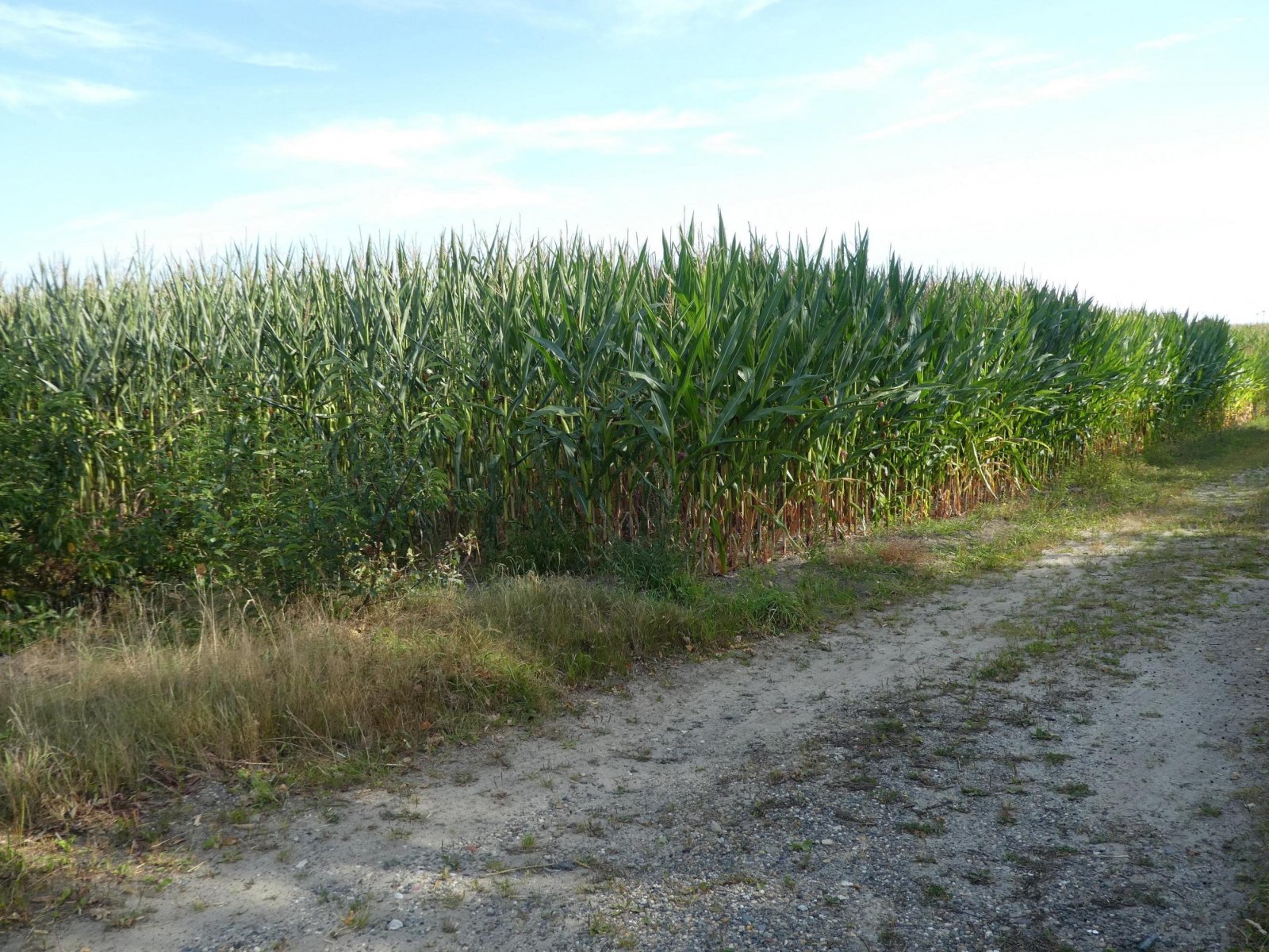 Landwirtschaftliche Fläche