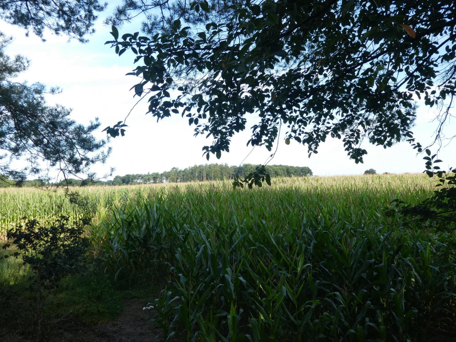 Landwirtschaftliche Fläche