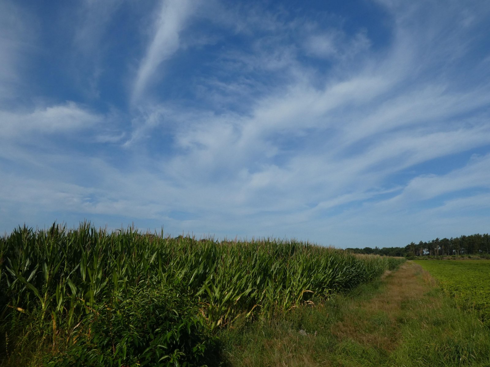 Landwirtschaftliche Fläche