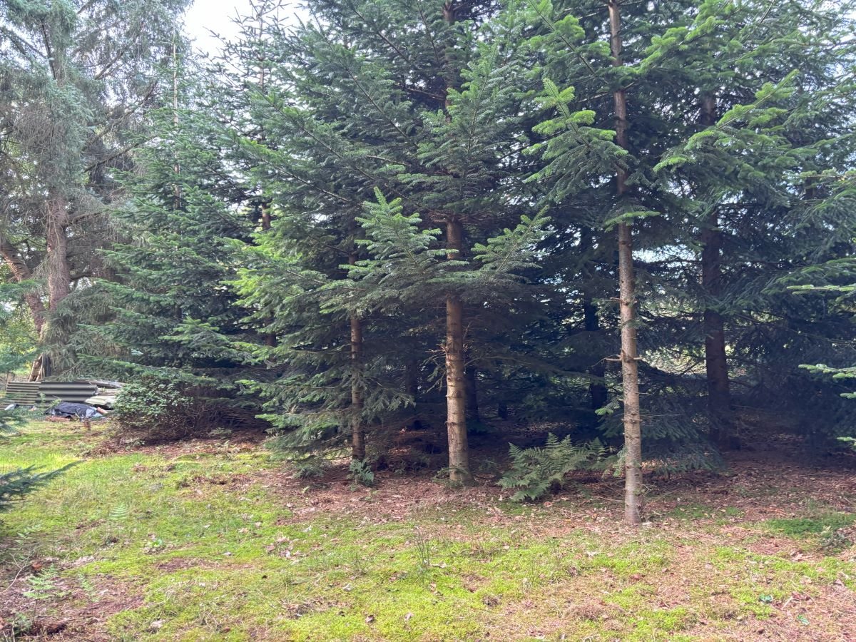 Waldstück