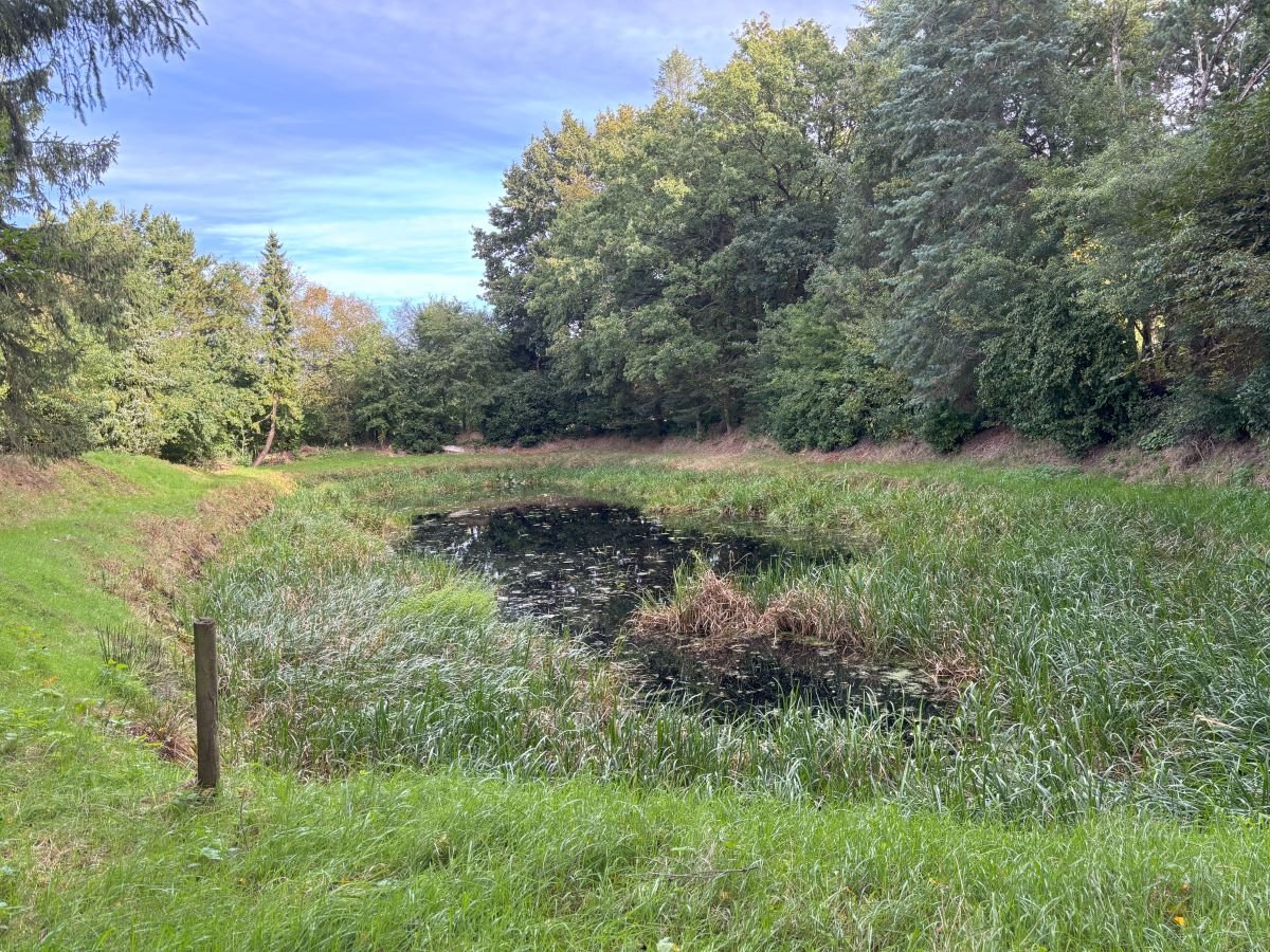 Teich