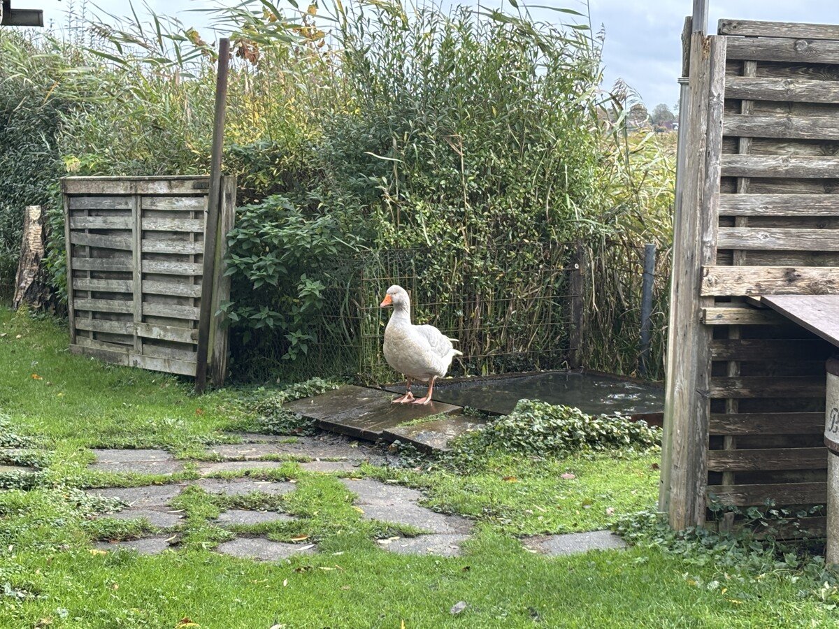Gast im Garten