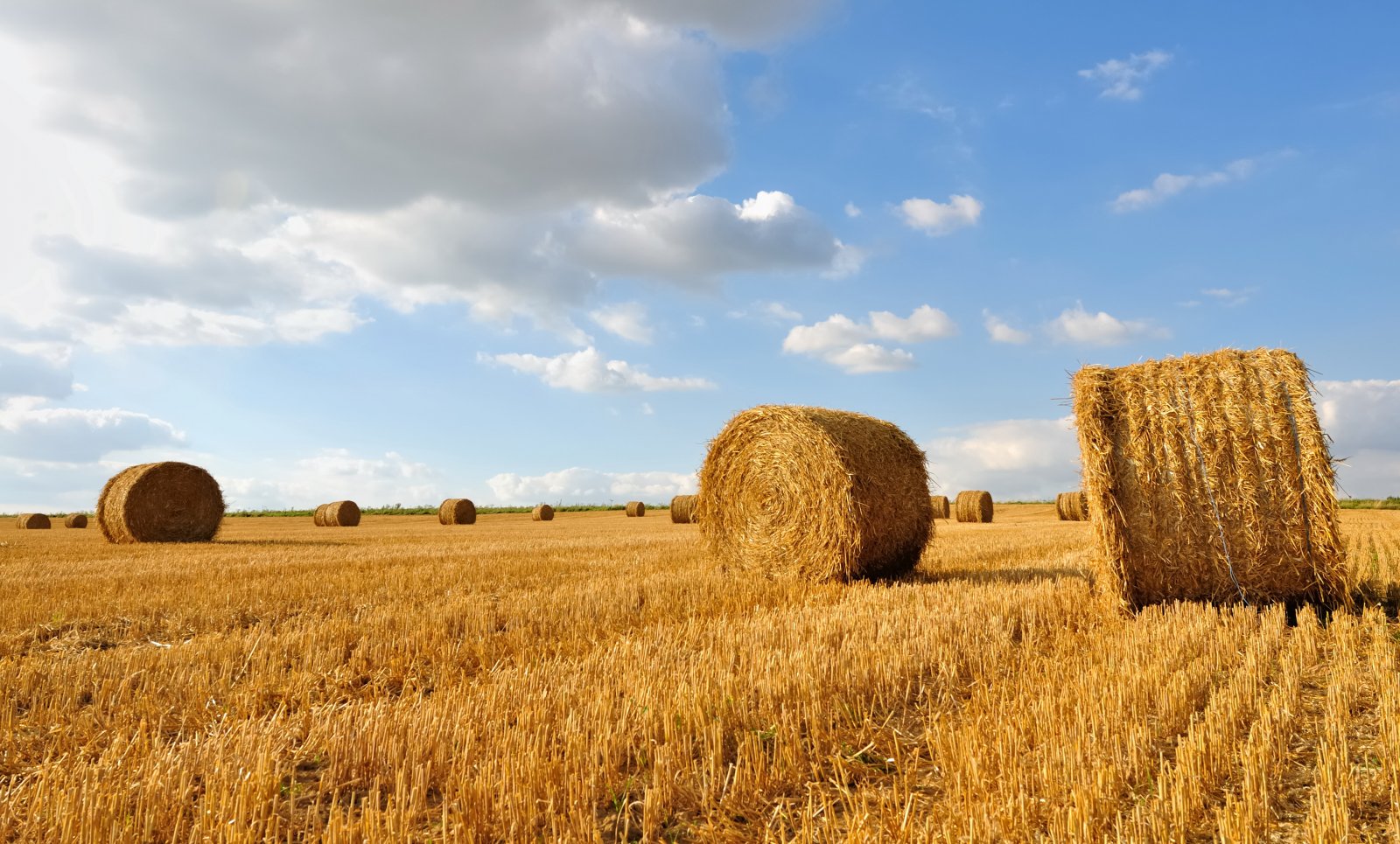 Heede: 5,5 ha Ackland in Heede zu verkaufen 