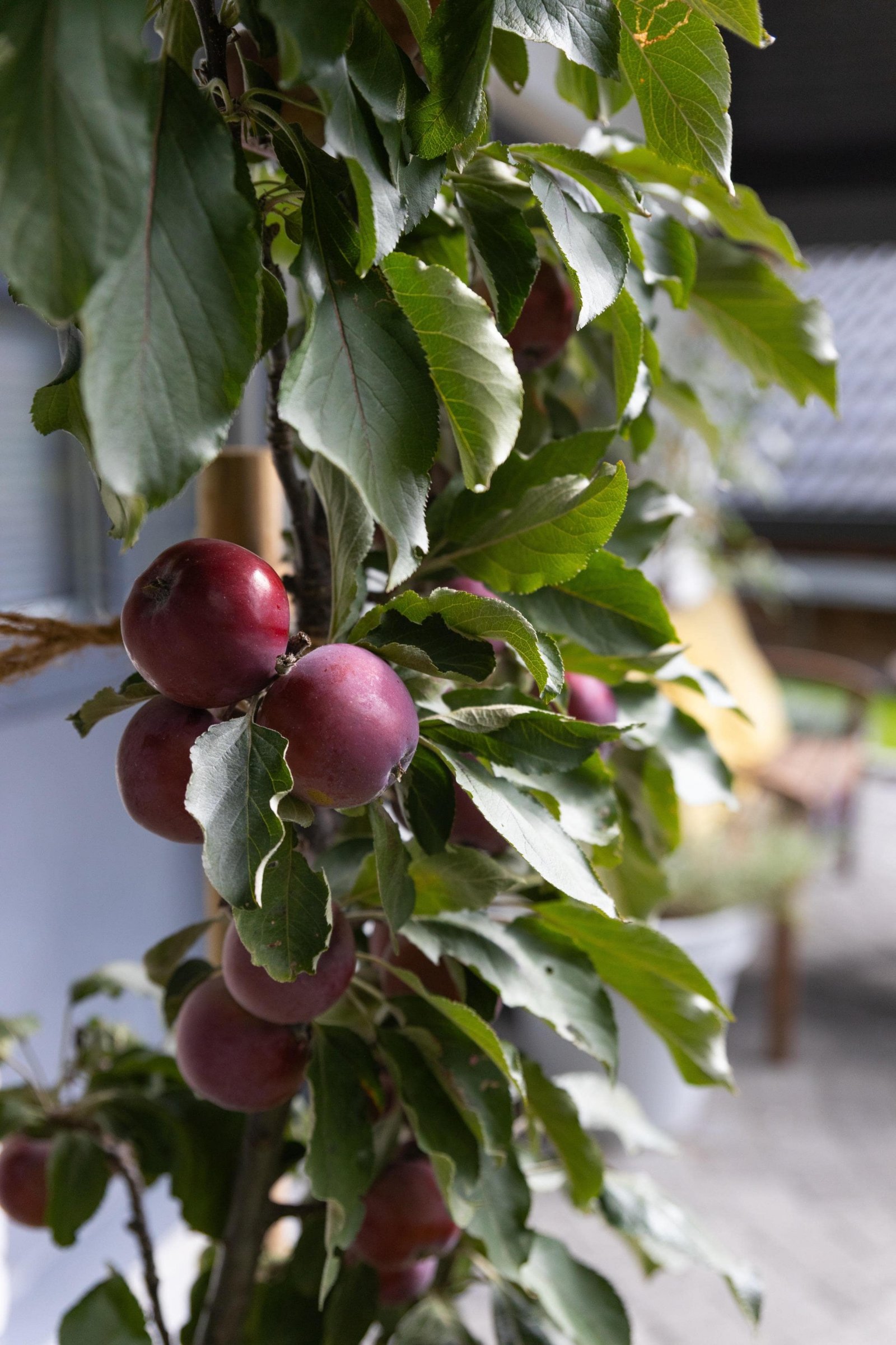 Garten Garten